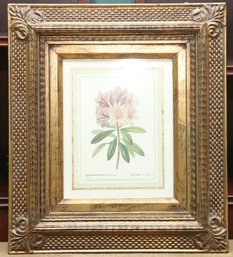Rhododendrum Botanical Framed On Gold Gilt Frame