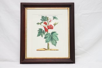 Framed Botanical Print Red Hollyhocks