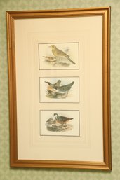Vertically Framed Antique Bird Prints