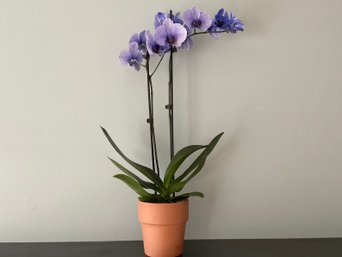 Live Orchid In Terra-cotta Pot