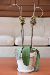 Faux Orchid In Ceramic Pot