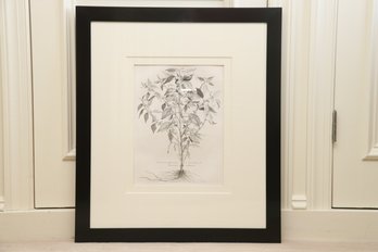Botanical Print Black Frame