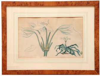Henry Charles Andrews (1794-1830) Gigantic Asphodel-Lily