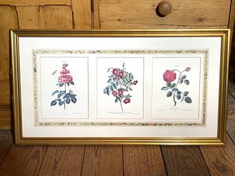 Rosa X,  Rosa XI And Rosa XIII Engravings Of Rare Botanicals