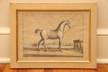 Bernard Picart, Friedrich Wilhelm, Baron Rais D'Eisenberg German Hand-Colored Horse Engraving