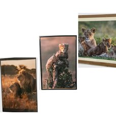 Trio Of Africa Lion And Cubs Photographs