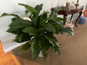 Large Peace Lily House Plant