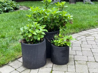 Wicker Flower Pot Trio 2 Of 2