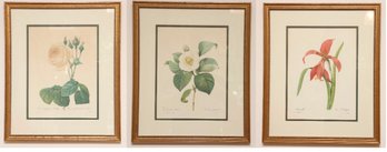Set Of 3 Botanical Prints