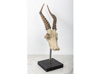 Authentic Skull & Horns Of African Gazelle