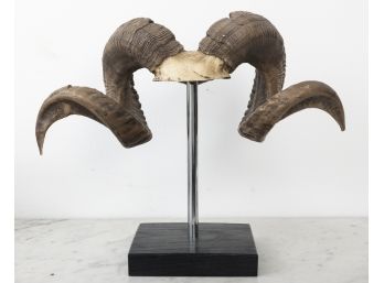 Authentic Ram Horns