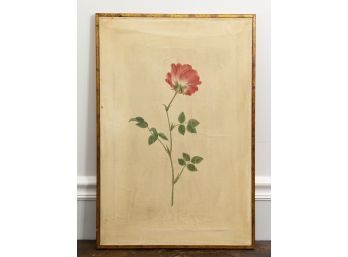 Single Rose Watercolor Unsigned