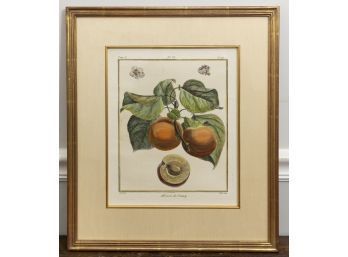 Abricot De Nancy Botanical Print