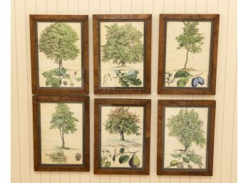 Six Pieces Of Flowers & Plants Art In Burlwood Frames