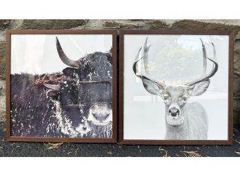 Large Framed Prints On Canvas, Deer And An Elk