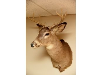 6 Point Deer Mount Taxidermy