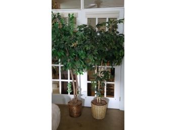 Pair Of 5 Foot Tall Faux Ficus Plants