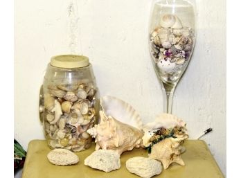 Impressive Collection Of Shells From World Travels