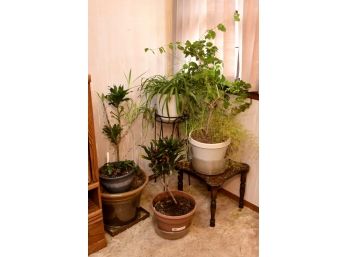 Large Assortment Of Plants And Plant Stands