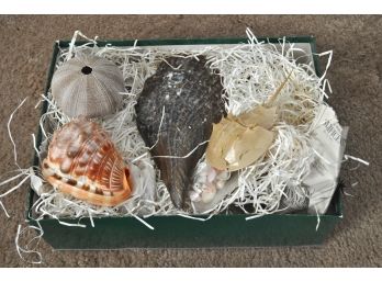 Box Of Shells, Coral And More