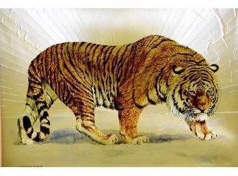 Bengal Tiger By William Finch 23 X 20