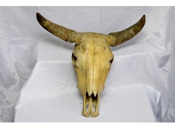 Steer Head From Florida