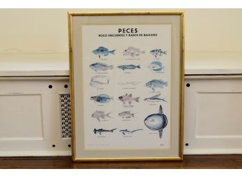 Peces Frequent And Rare 22 X 30