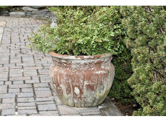 Large Ceramic Flower Pot With Rosebush