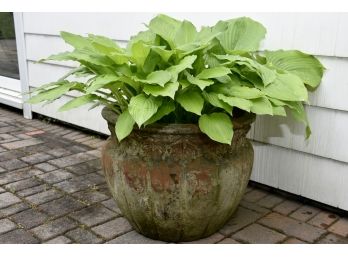 Large Cement Flower Pot With Hosta Plant