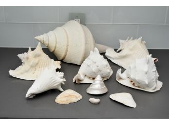 Lovely Assortment Of Seashells