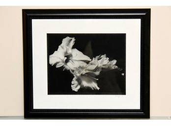 Black And White Day Lily 21 X 18