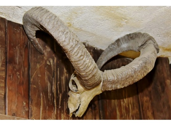 Vintage Ram Skull Wall Handing