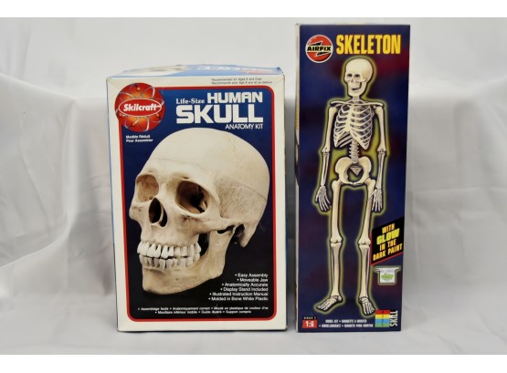 Skull And Skeleton Models Lot 79