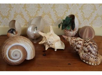 Assortment Of Large Shells