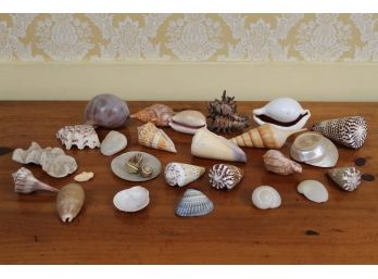 Assortment Of Small Shells