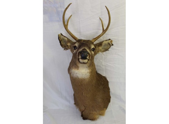 Deer Head Taxidermy 35H X 16W X 20D
