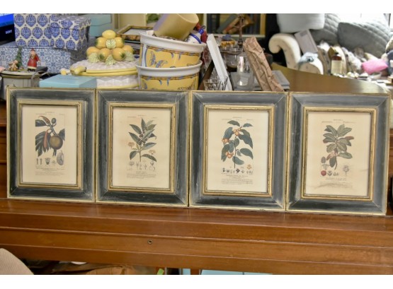 Antique Set Of Four Botanica Framed Pictures 11 X 13