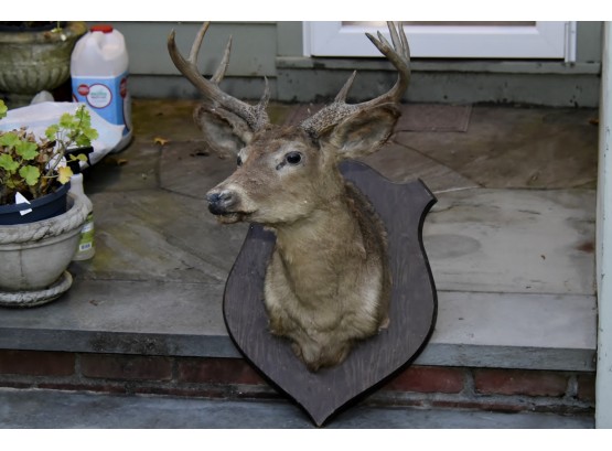 Vintage Eight Point Deer Mount Taxidermy