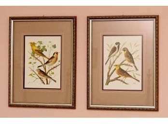 W. Rutledge Framed Birds Offset Pair Of Lithographs 16 X 21