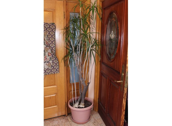 Potted Tree Plant