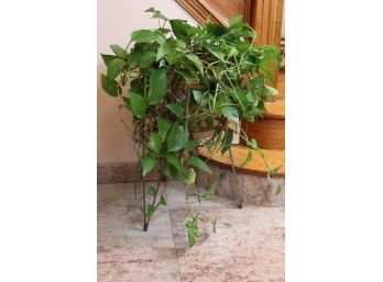 Plant With Stand
