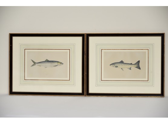 Pair Of Outstanding Fish Prints 17.5 X 14.5 Each