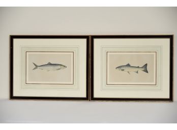 Pair Of Outstanding Fish Prints 17.5 X 14.5 Each
