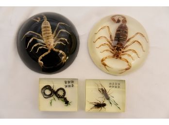 Scorpion Paperweights