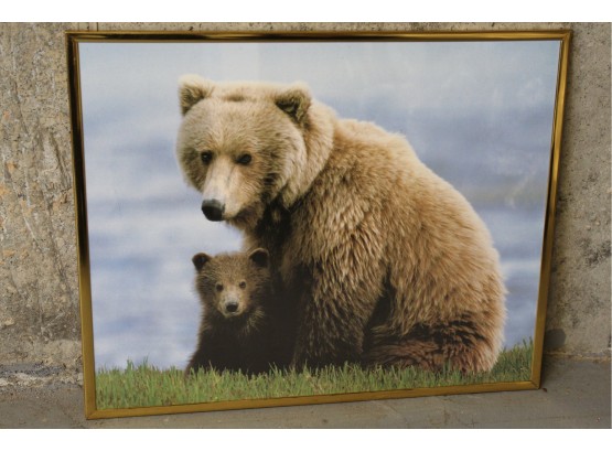 Framed Photo Of Bear & Cub 20' X 16'
