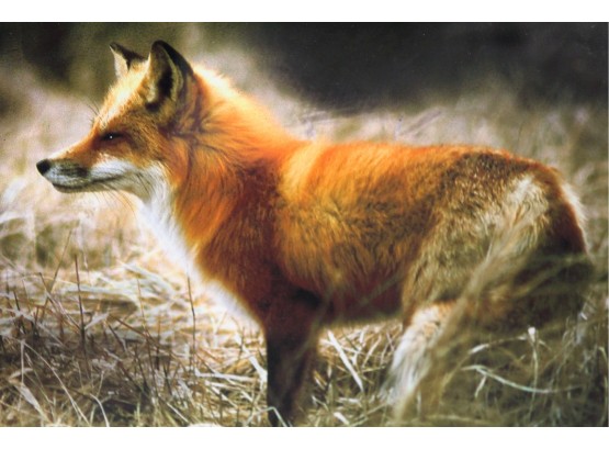 Framed Fox Photo 21' X 16'
