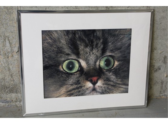 Framed Green Eyed Kitten Photo 21' X 16'