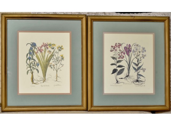 Pair Of Antique Botanical Prints Framed 15 X 17