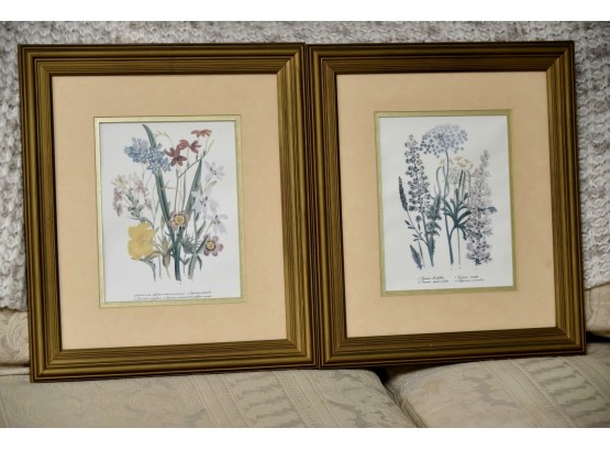 Pair Of Antique Botanical Prints Framed 14 X 16