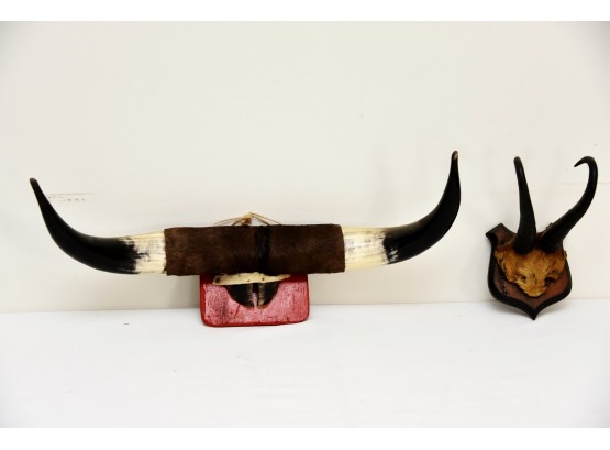 Mounted Cattle Horns Lot 2